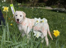 PIC SHOWS;- 4 month old Maisie enjoys the daffodils at Chartwell, while training to be a Guide Dog.  Press call for Go Walkies ,with the Sevenoaks, Kent,  Branch of Guide Dogs, at Chartwell, Kent, the old home of Winston Churchill.